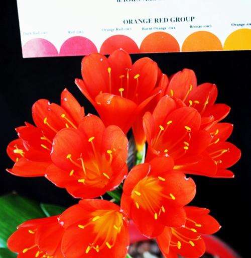 From the Be-Amazed Collection: Clivia  Red Nakamura  (selfed) bid per seed