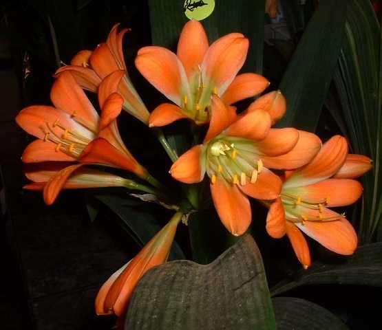 From the Be-Amazed Collection: Clivia Green Center Orange Nakamura (selfed) bid per seed