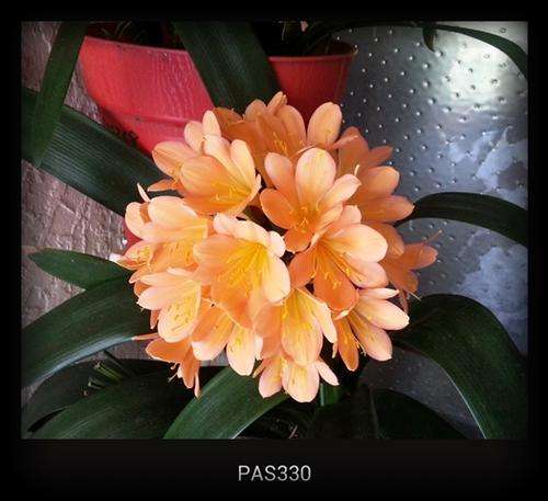 From the Be-Amazed Collection: Clivia Miniata appricot (selfed) bid per seed