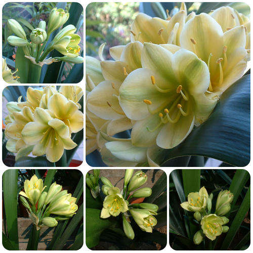 From The Be-Amazed Clivia Collection : "Green Delilah"  Packet of 3 Seeds