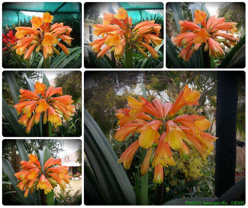 From The Be-Amazed Clivia Collection : "Interspecific"  Packet of 3 Seeds