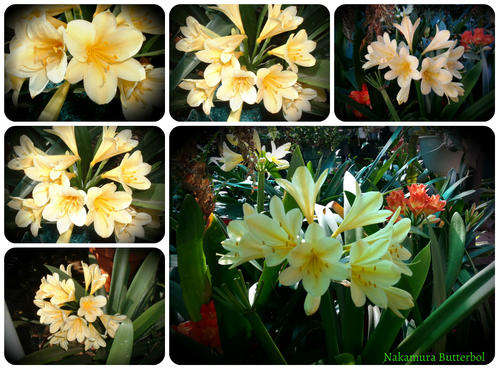 From The Be-Amazed Clivia Collection : "Nakamura Butter Ball "  Packet of 3 Seeds
