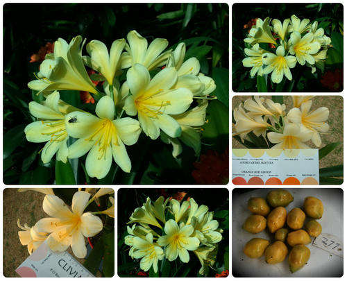 From The Be-Amazed Clivia Collection : "Broad Petal 9.5cm Floret Yellow Clivia"  Packet of 3 Seeds