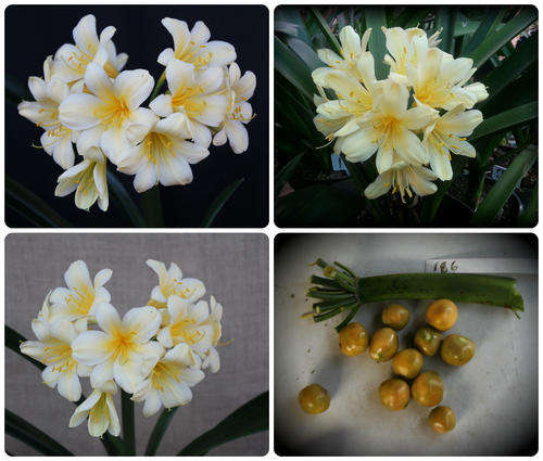 From The Be-Amazed Clivia Collection : "Var Yellows X Vico Yellow x Butterball"  Packet of 3 Seeds