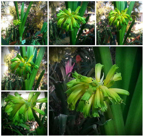 From The Be-Amazed Clivia Collection :No 351 "Ngome Gardenii Pastel Ex Habitat"  Packet of 3 Seeds