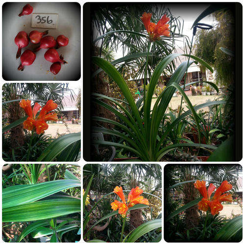 From The Be-Amazed Clivia Collection :No 356 "Variegated Interspecific"  Packet of 3 Seeds