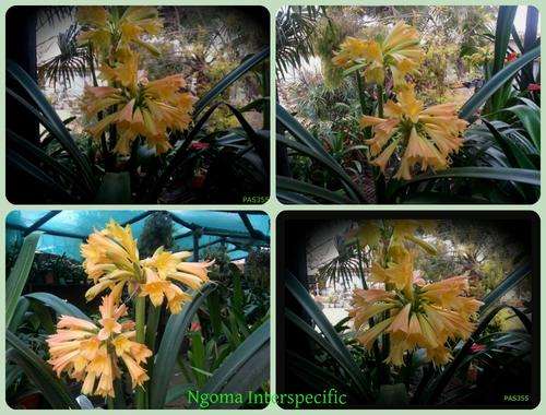 From The Be-Amazed Clivia Collection :No 355 "Ngome Interspecific x Self"  Packet of 3 Seeds