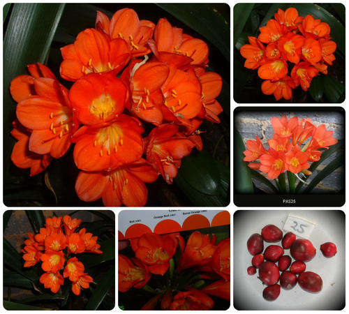From The Be-Amazed Clivia Collection :No 25 "Red Coromandel"  Packet of 3 Seeds