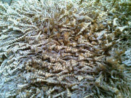 SHAGGY RUG - LIGHT GOLDEN BROWN - DRASTIC PRICE REDUCTION!