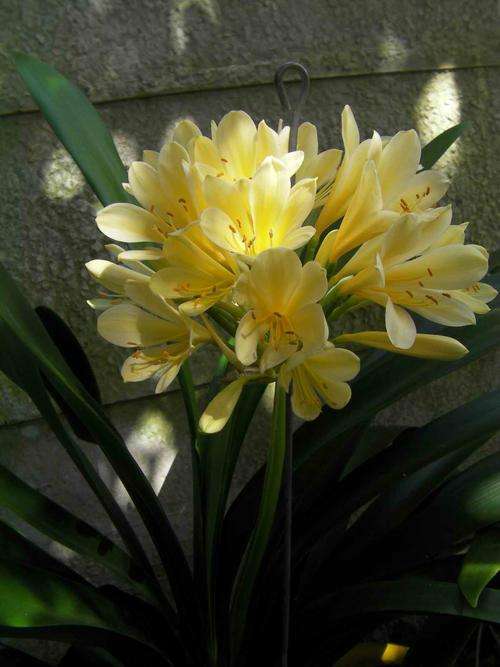 !! Yellow Clivia Seedlings !! Strong 1 year old seedlings!!