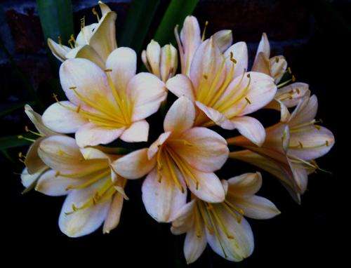 !!! 60 Good Quality Peach x Yellow Clivia Seedlings!!!