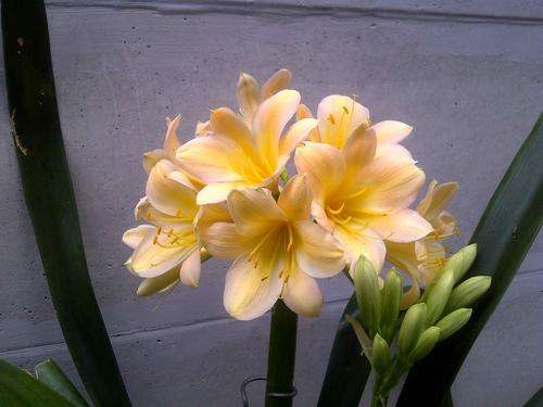 !!! 25 Good Quality Peach Clivia Seedlings!!!
