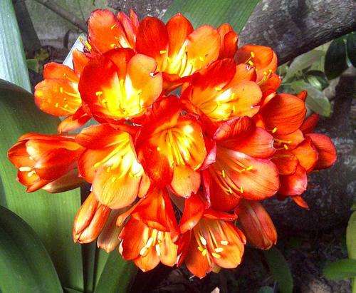 !!! 80 Special Orange x Variegated Yellow Clivia Seedlings!!!