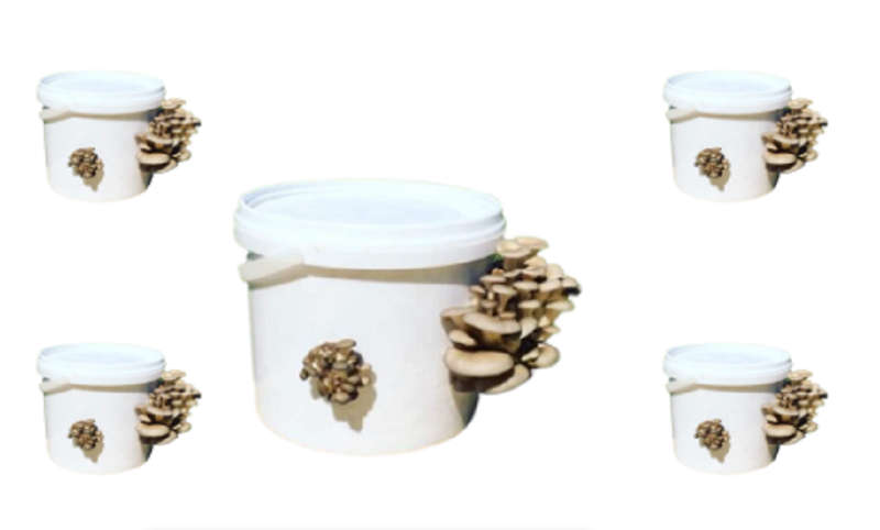 Home Growing Grey Oyster Mushroom Kit - ( 5 x 2.5L ) +- 4kg mushrooms