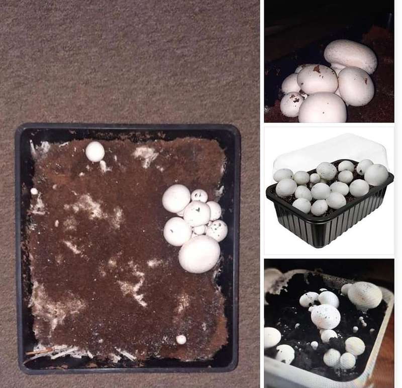 Button Mushroom Growing Kit  4kg