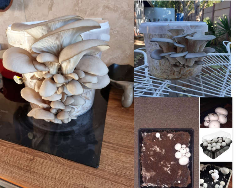 Home Growing Bundle pack (  10 DIY Mushroom kits )