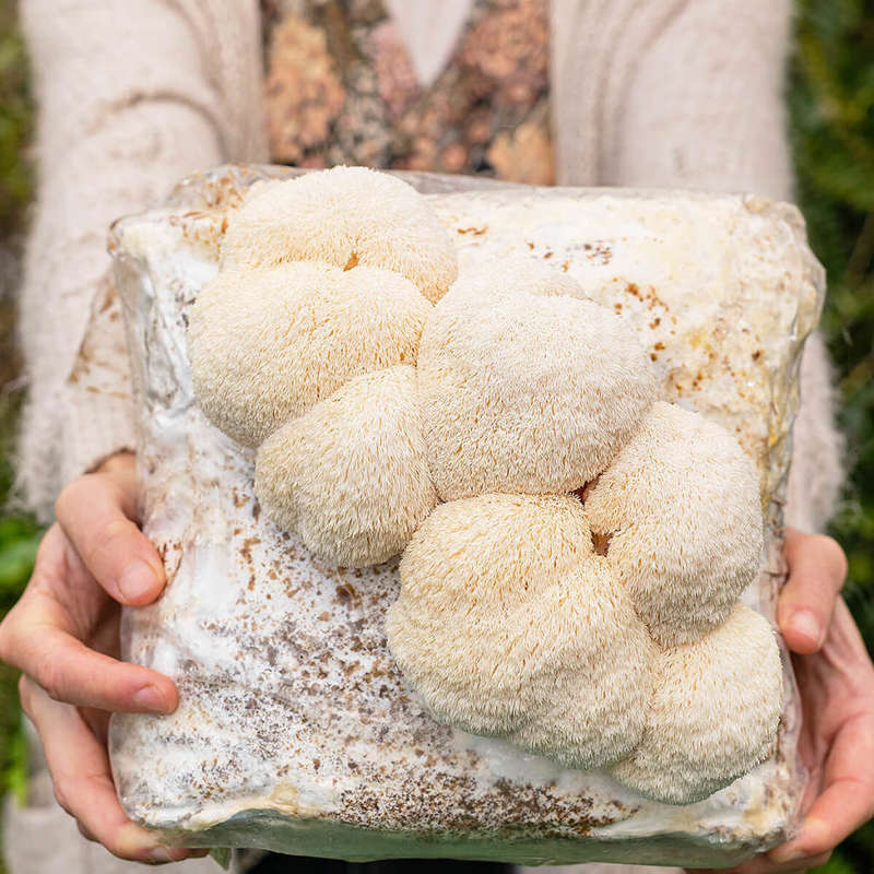 Lion's Mane Home Growing Mushroom Kit   ( 2+kg )