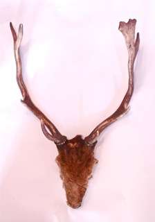 Stag Antlers