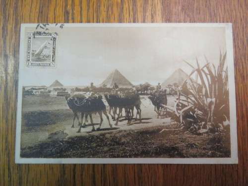 Postcard Cairo to Port Elizabeth, South Africa 1919 - Camels at the pyramids