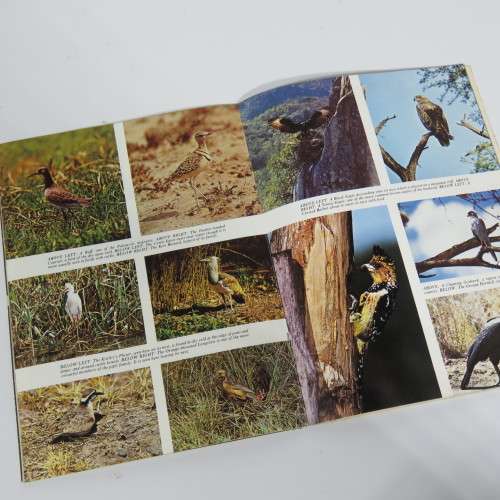 Pride of South Africa  - Birds - Kenneth Newman