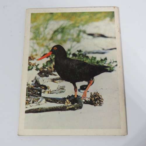 Pride of South Africa  - Birds - Kenneth Newman