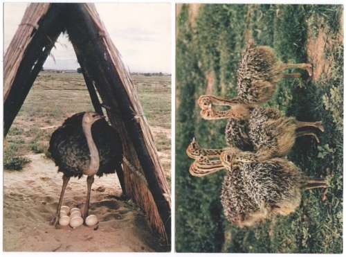 Lot of 4 UNUSED Congo Caves postcards - about 60 years old - Bonus 2 newer ostrich postcards