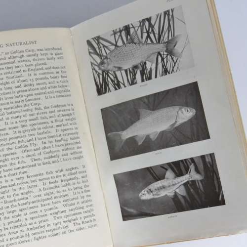 The Young Naturalist - a Guide to British Animal Life by W.Percival Westell