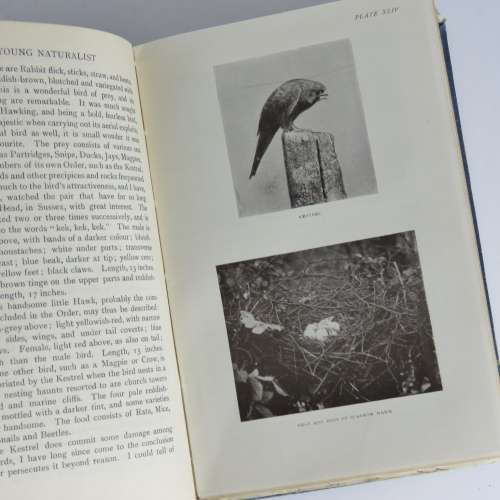 The Young Naturalist - a Guide to British Animal Life by W.Percival Westell