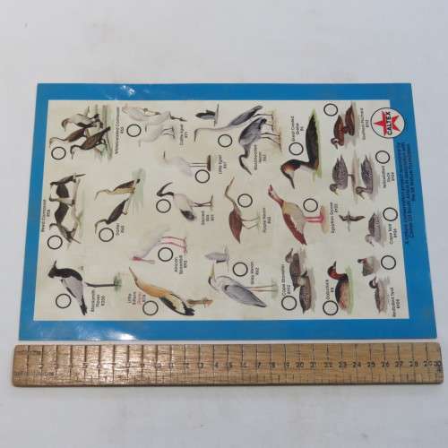 Caltex Rondevlei Nature Reserve Bird identification Guide