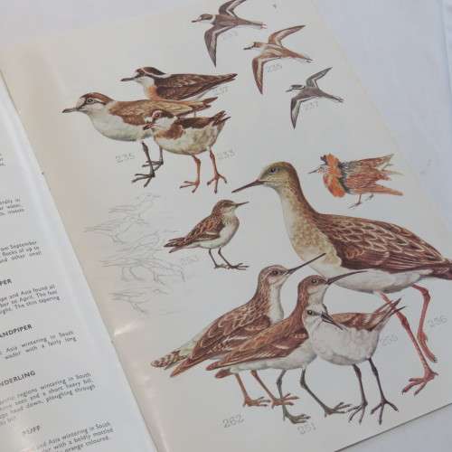 Voëls van die Krugerwildtuin - Vol 1, 3, 4 - Slapband