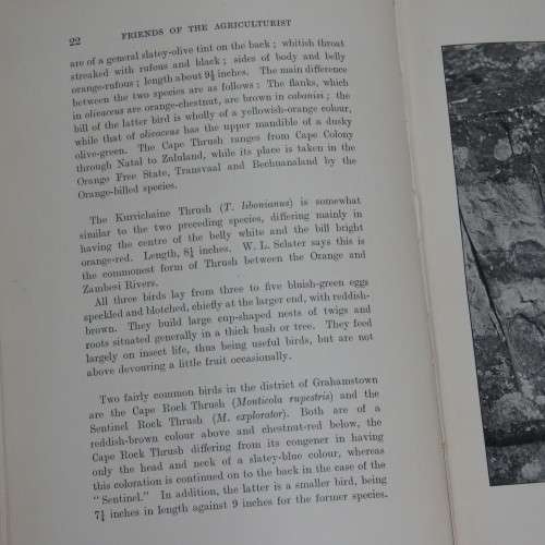Sketches of South African Bird-life by Haagner and Ivy - 1914 Edition