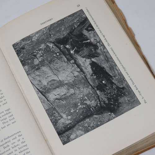 Sketches of South African Bird-life by Haagner and Ivy - 1914 Edition