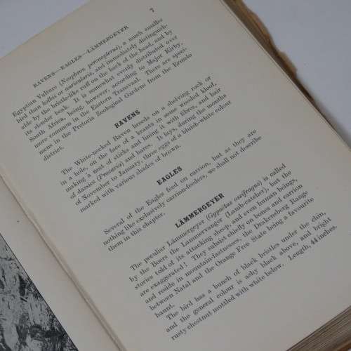 Sketches of South African Bird-life by Haagner and Ivy - 1914 Edition