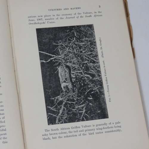 Sketches of South African Bird-life by Haagner and Ivy - 1914 Edition