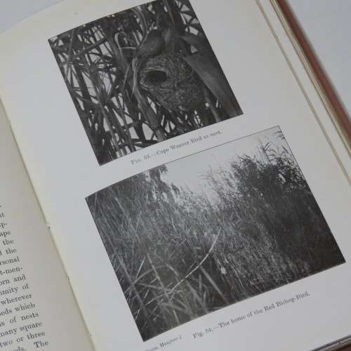 Sketches of South African Bird-life by Haagner and Ivy - 1908 Edition
