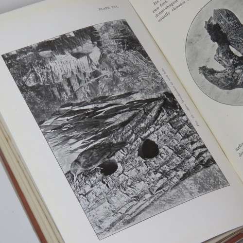 Sketches of South African Bird-life by Haagner and Ivy - 1908 Edition