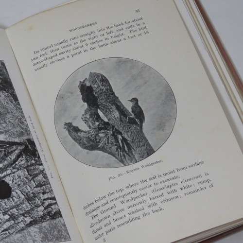 Sketches of South African Bird-life by Haagner and Ivy - 1908 Edition