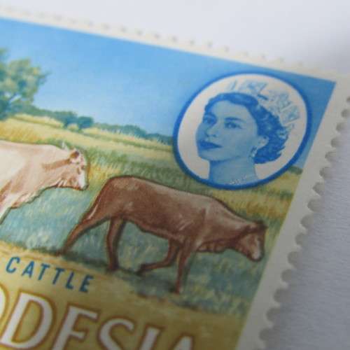 Rhodesia SACC 142 normal mint stamp plus stamp with thick outline of calf - mint hinged