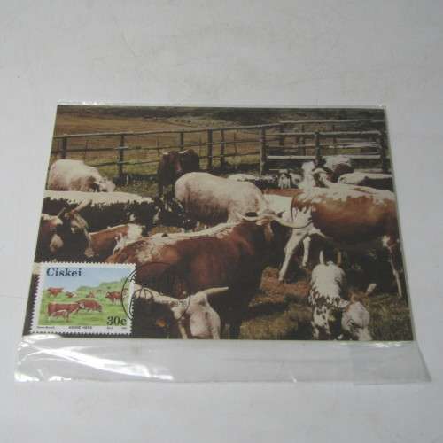 24 packets of 4 collectors postcards as issued - South Africa and Homelands