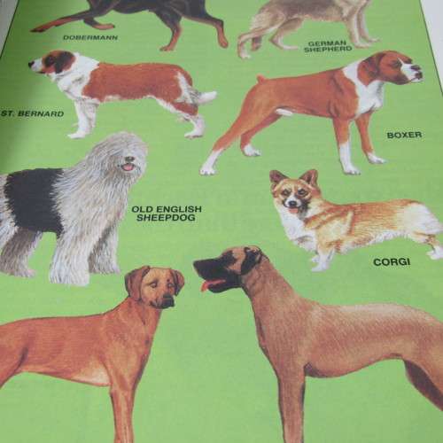 The South Africa Home Pet Vet Guide- DOGS by Martin I Green