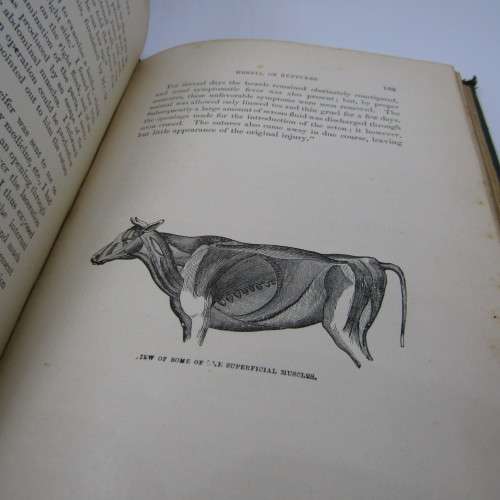 The American Cattle Doctor by GEO H. Dadd - 1988 edition