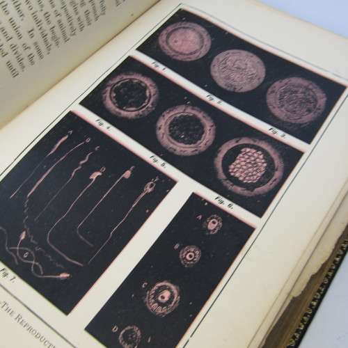 Man the Masterpiece 1891 Edition JH Kellogg