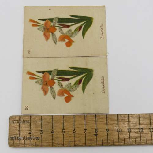 Silk cigarette card - South African flowers - No 20 Lissochilus with 2 different printings of the 20