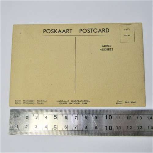 African Wildlife Post card