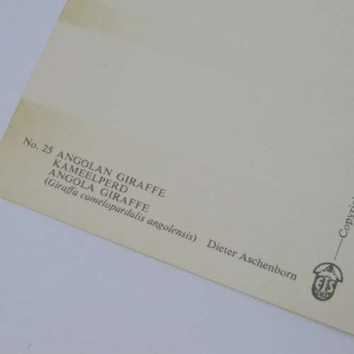 Angolan giraffe postcard signed by Dieter Aschenborn - unused