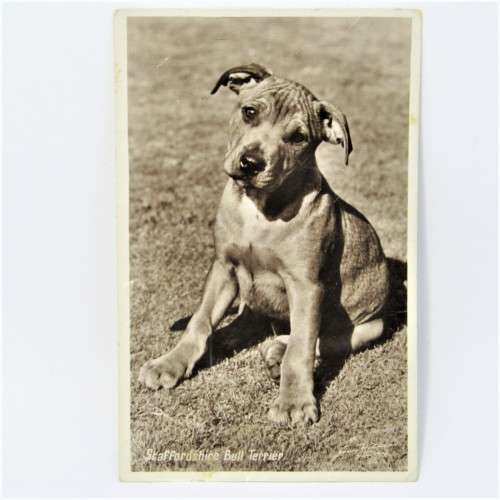 Real photograph Dogs postcard from Edgware England to Cape Town South Africa 21 January 1951