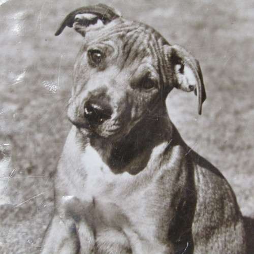 Real photograph Dogs postcard from Edgware England to Cape Town South Africa 21 January 1951