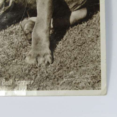 Real photograph Dogs postcard from Edgware England to Cape Town South Africa 21 January 1951