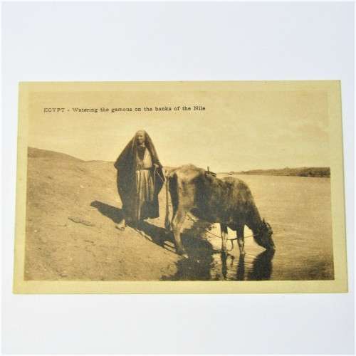 Egypt watering the gamous on the banks of the Nile postcard