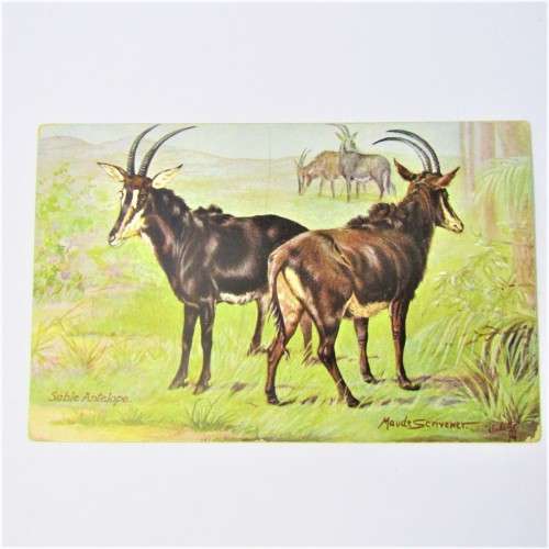 Postcard of Sable Antelope found in the Transvaal and Orange River Colony
